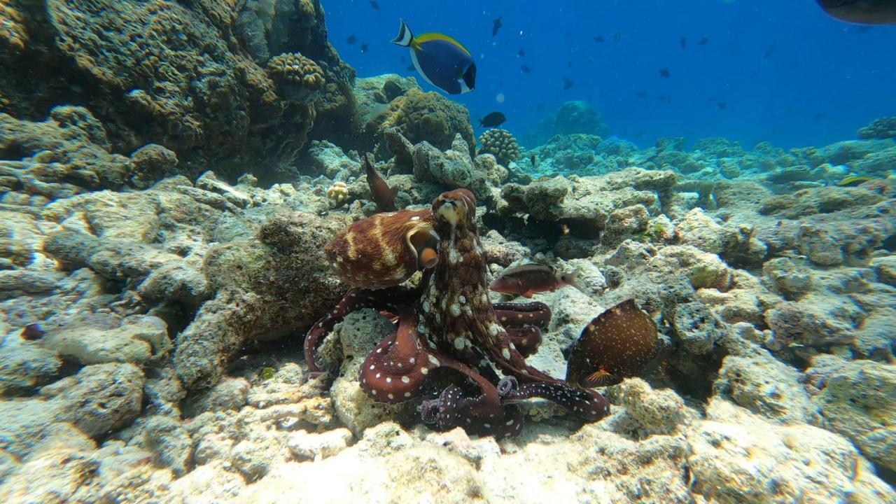 Dhangethi Inn Eksteriør bilde